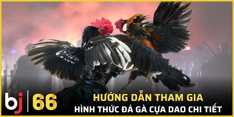 Cách tham gia chơi chọi gà cựa dao đơn giản từ chuyên gia