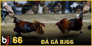 Đá gà Bj66