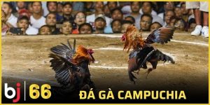đá gà Campuchia