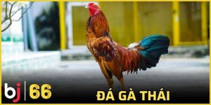đá gà Thái