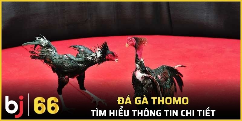 Đá gà Thomo là gì theo chuyên gia