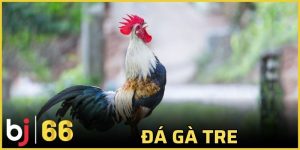 đá gà tre