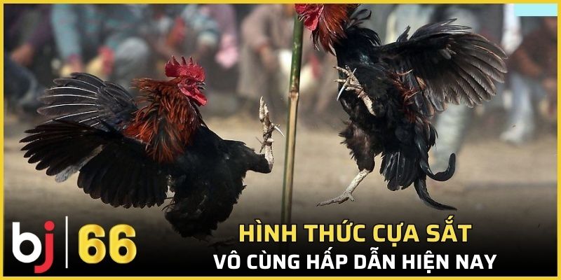 Hình thức chọi kê cựa sắt vô cùng hấp dẫn