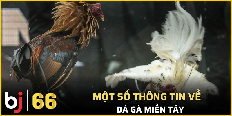 Một số thông tin về hình thức đá gà miền Tây