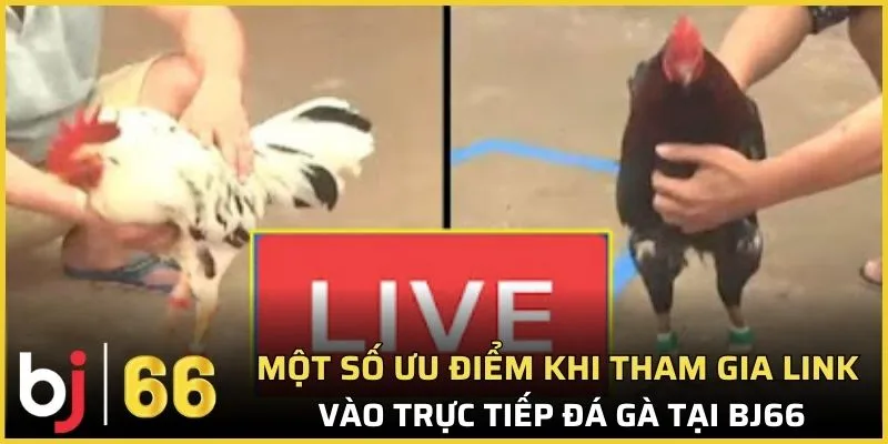 Một số ưu điểm khi tham gia link vào trực tiếp đá gà tại Bj66