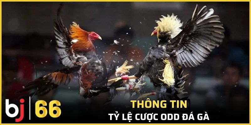 Nắm bắt tường tận tỷ lệ odd để sớm tối ưu kết quả và lợi nhuận