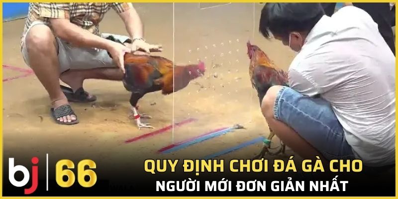 Quy định chơi đá gà cho người mới đơn giản nhất 