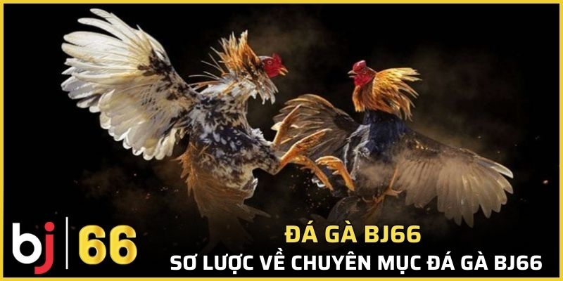 Sơ lược về chuyên mục đá gà Bj66