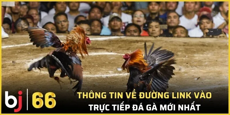 Thông tin về đường link vào trực tiếp đá gà mới nhất 